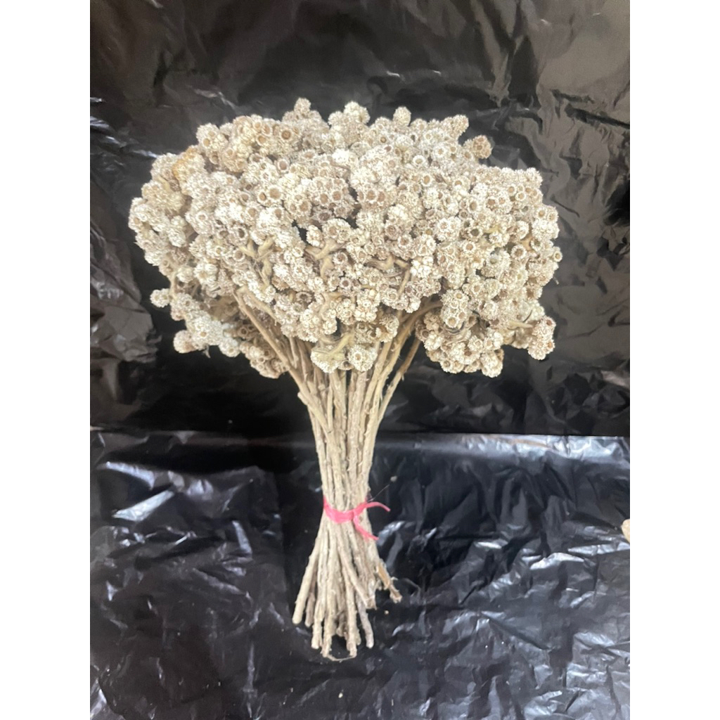 bunga edelweis kering asli / bunga mahar | budidaya edelweis putih