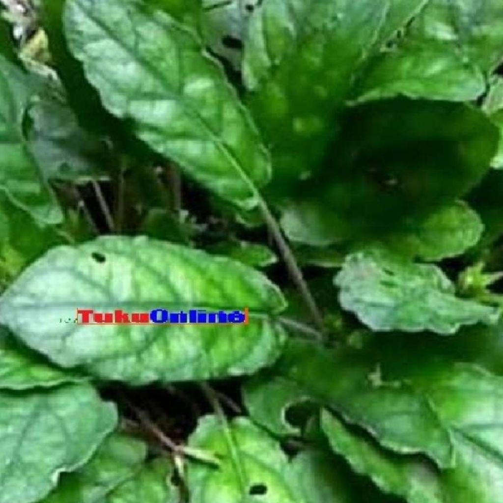 tanaman gempur batu untuk batu ginjal