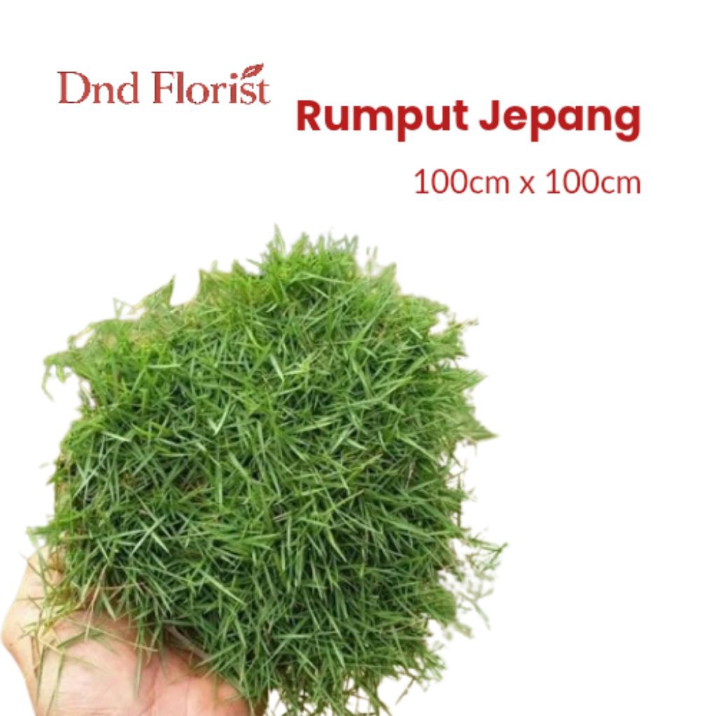 Jual Rumput Jepang Ukuran 100x100cm / Rumput Jepang Siap Tanam