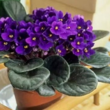 TAnaman african violet bunga warna ungu
