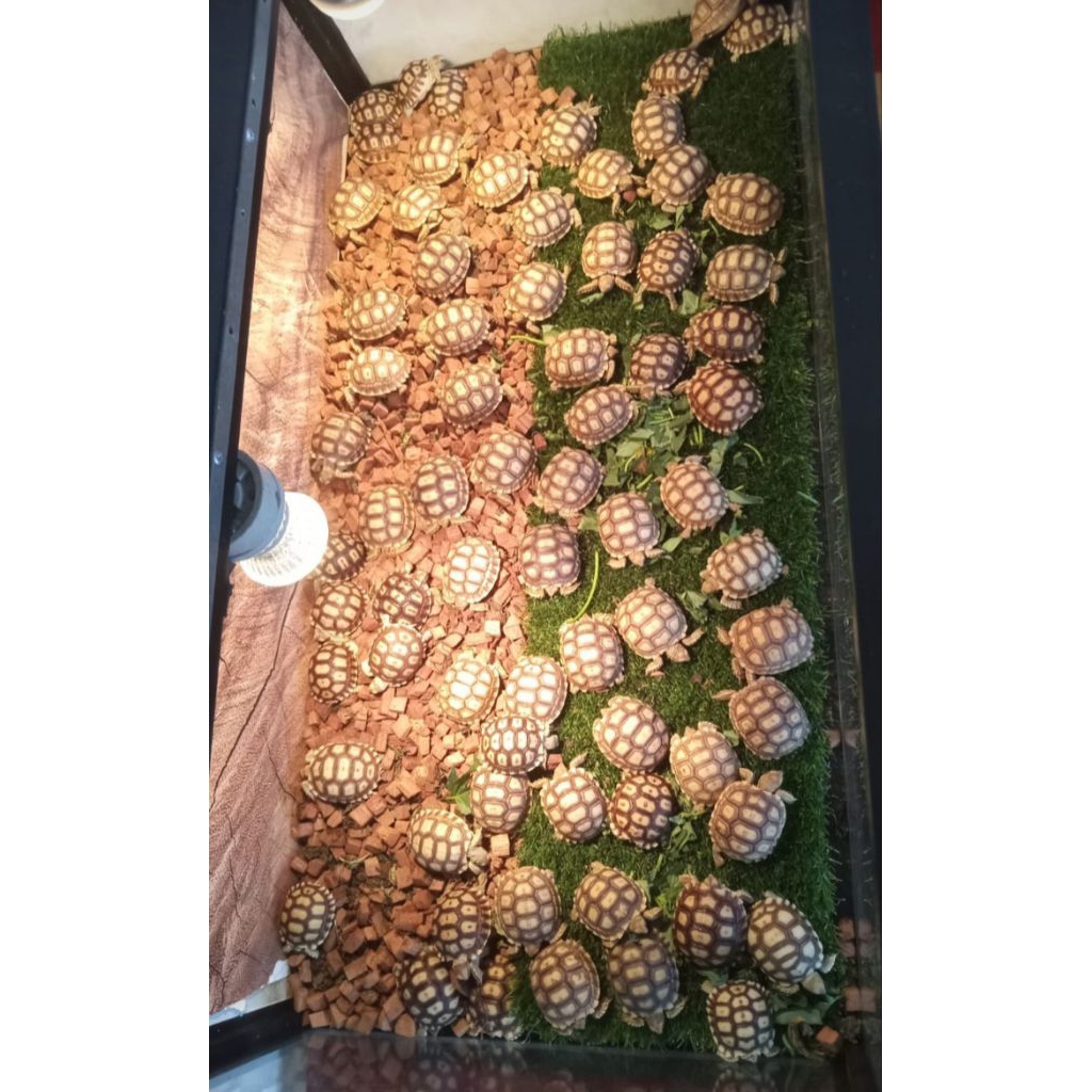 pelet sulcata 5 -6cm cakep