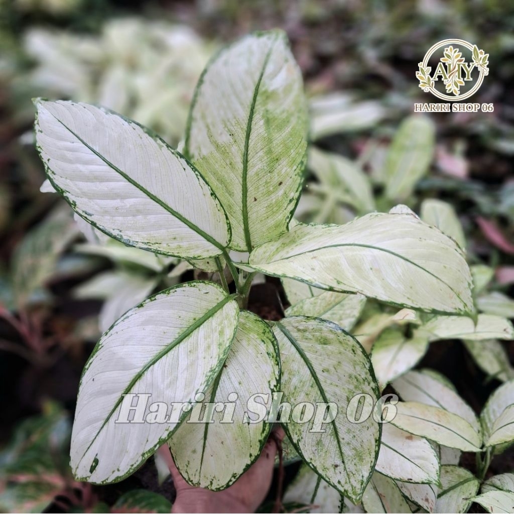 Aglonema Diven Tisu- Aglonema Dieffenbachia Tissue-Tanaman Hias Aglonema Super white