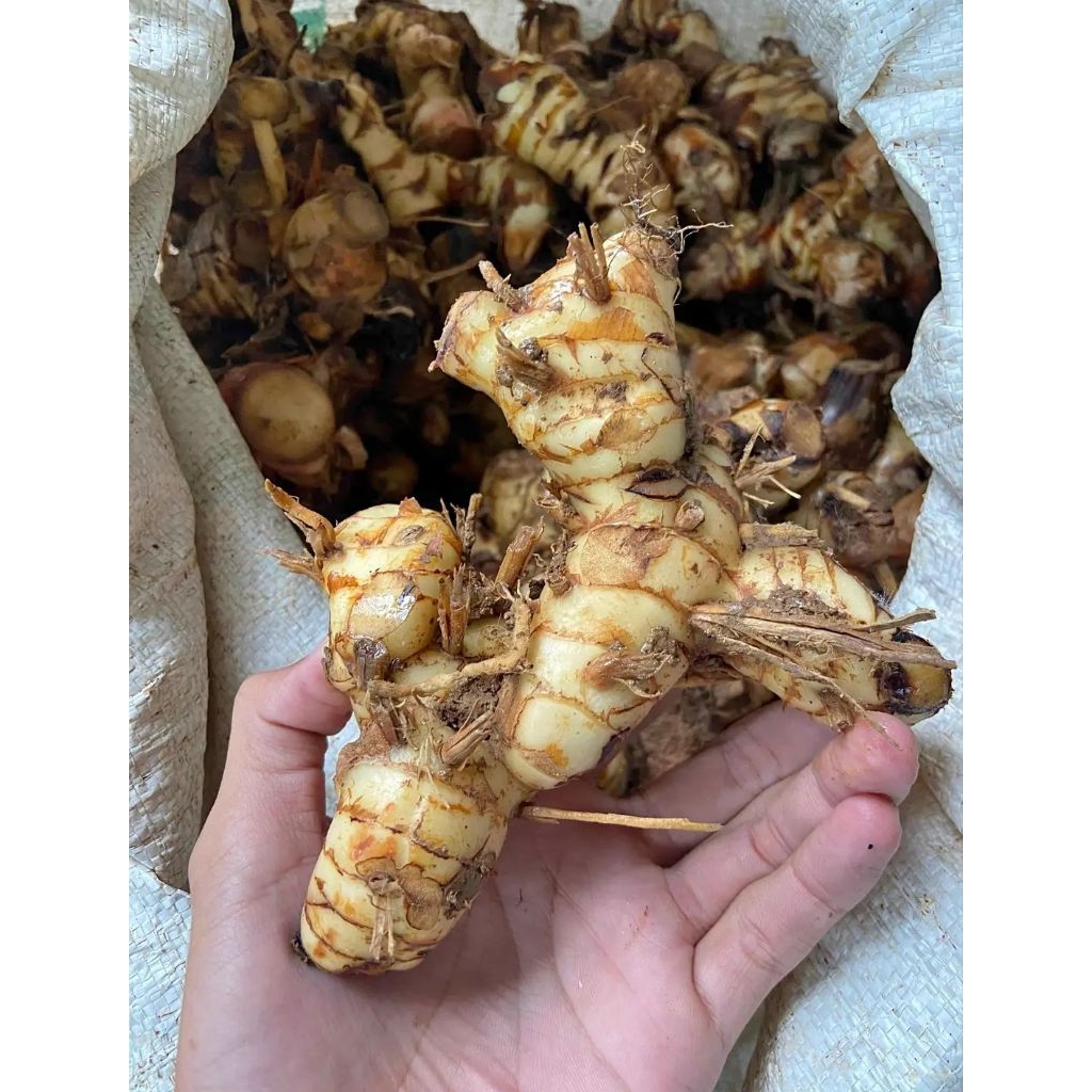 Lengkuas/Laos organik berat 1 kg Bersih,lengkuas bumbu dapur,lengkuas fresh,lengkuas organik,bibit l