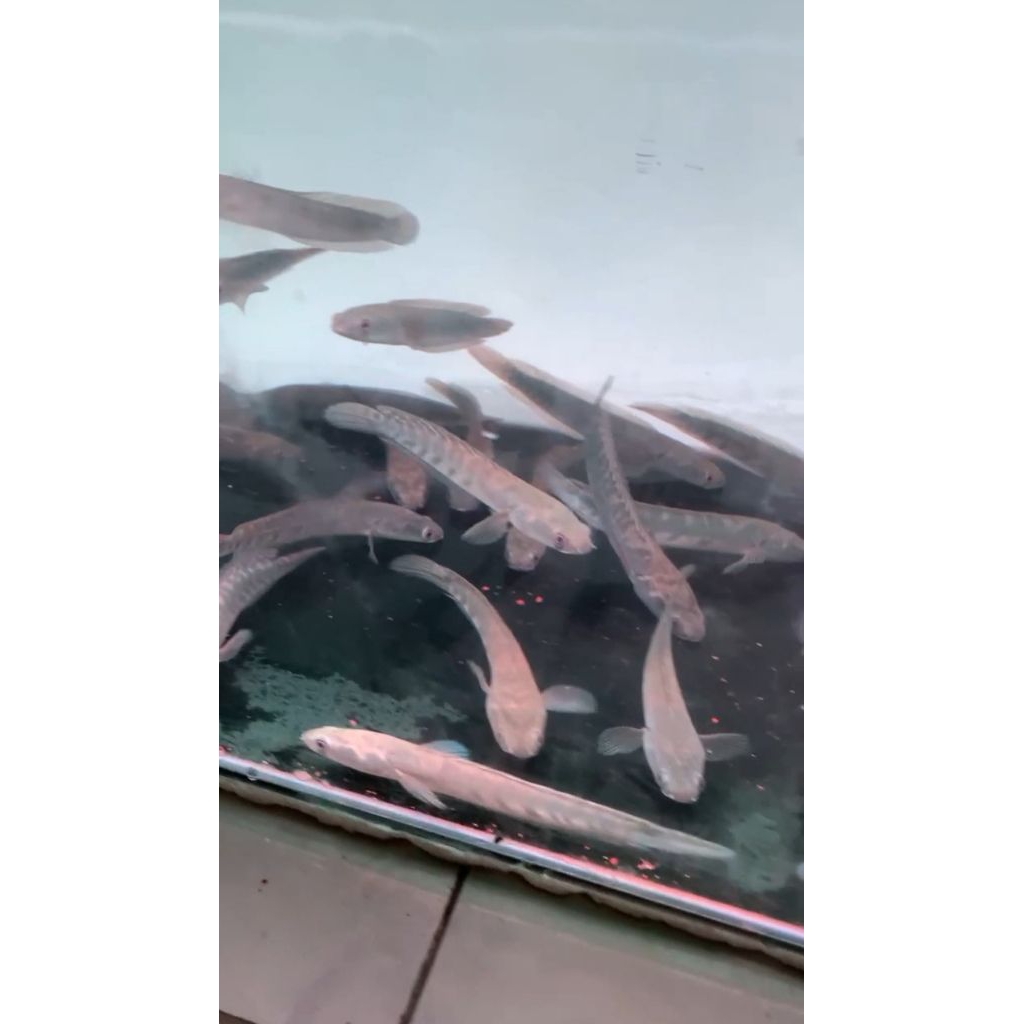 maru ys uk 8-10 14-16 sortir bar rapi/simet ( free stiker)