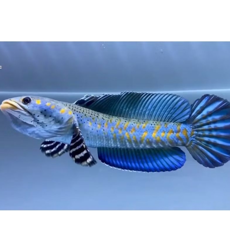 (stiker box) channa bp/ blue pulcra gread A bergaransi