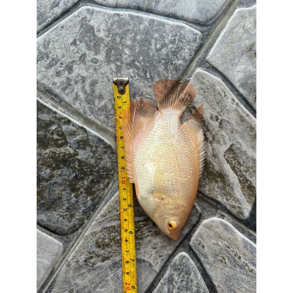 Gurame mata merah thailand