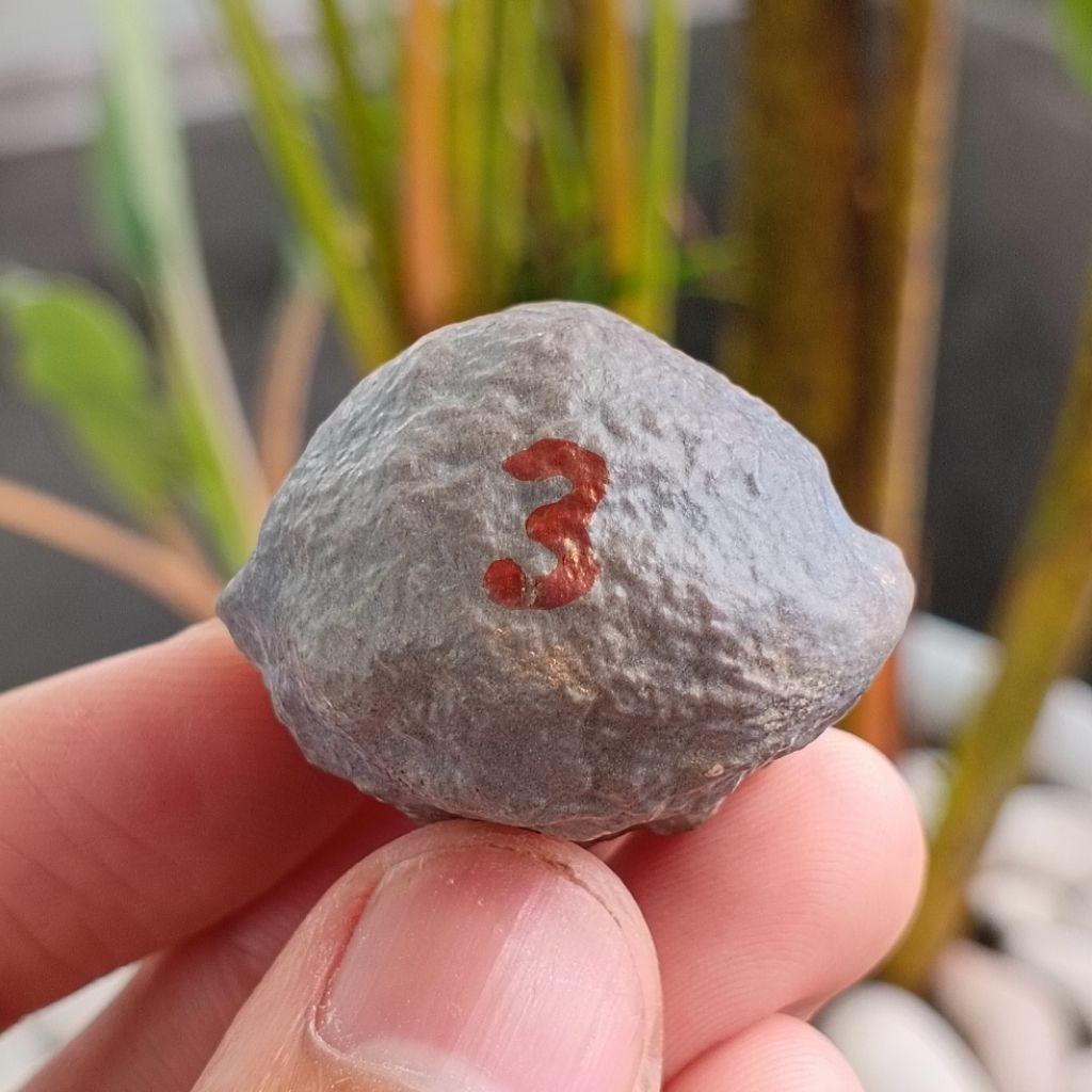 Muncang Adu Manohara JR kode 3