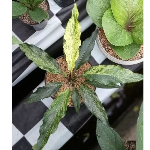 anthurium Gelombang Cinta Varigata Putih / GC Var Putih Size L