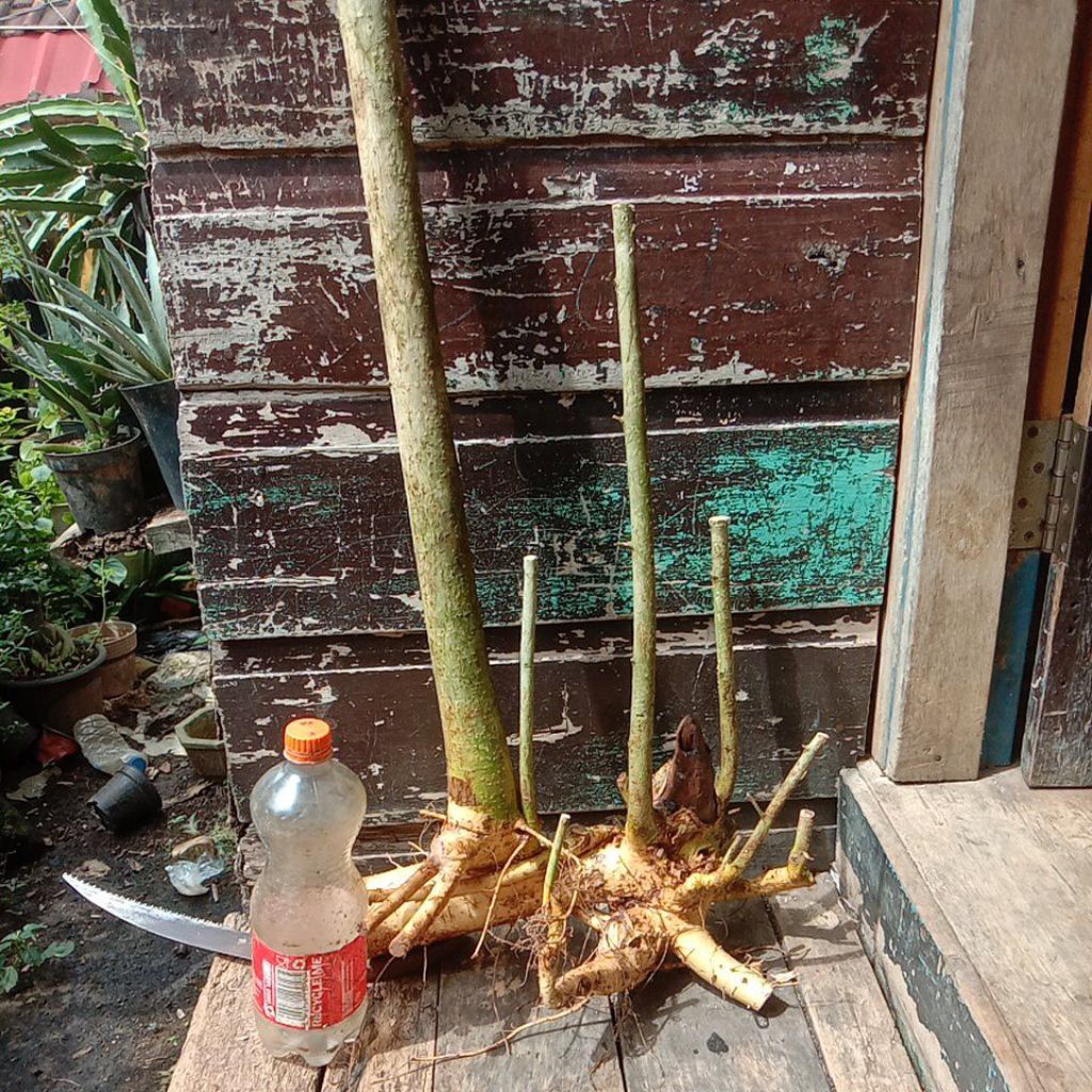 bahan bonsai serut dongkelan berkarakter untuk gaya raft