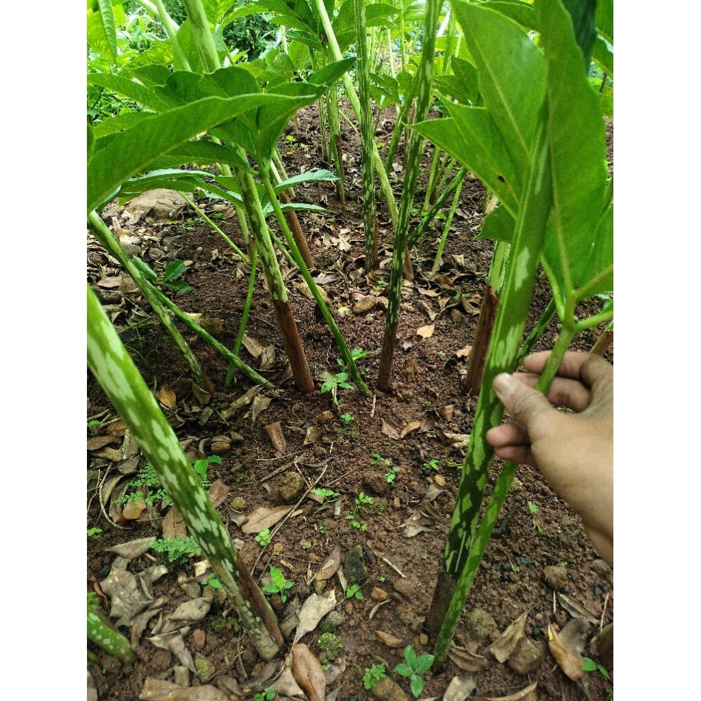 Kohe Kambing Fermentasi Media Tanam Organik Murni 100%