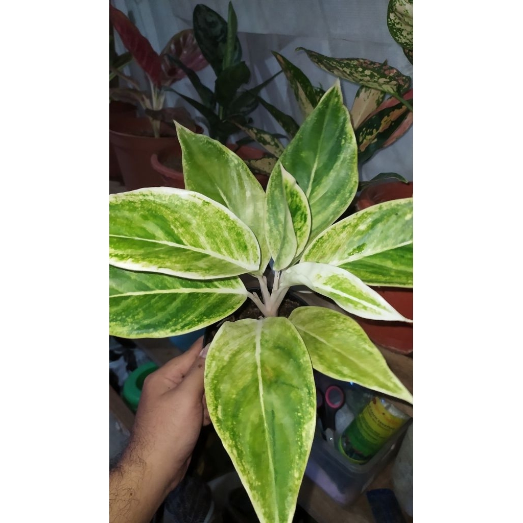 aglonema whet emerald dragon