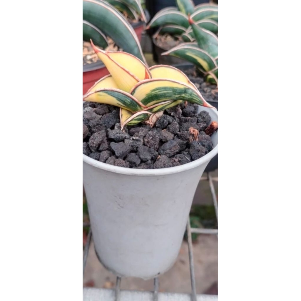 Sansevieria Rorida Variegata Mewah