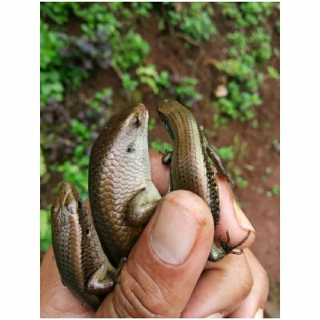 kadal kebun Hidup ,kadal sawah ,Lizard ,Reptil untuk mainan anak atau peliharaan