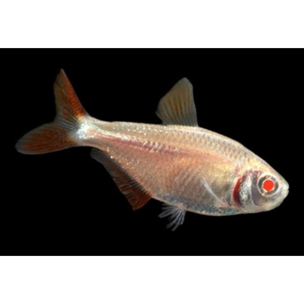 Hiasan Aquarium Buenos Aires Tetra Albino Buenos Aires Hiasan Aquascape |Ikan Hias Bozz Louhan Pekan