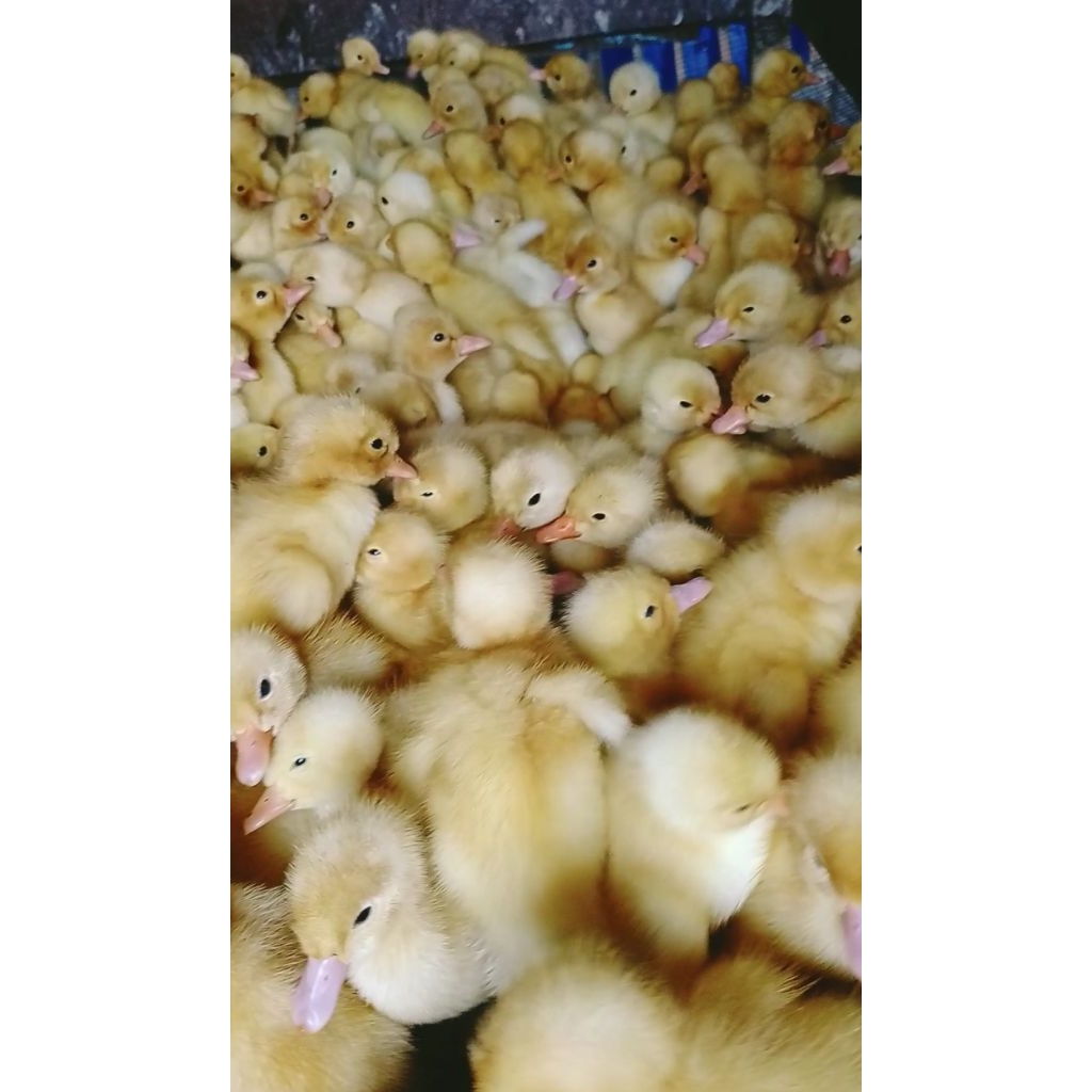 DOD PEKING - ANAKAN BEBEK PEKING