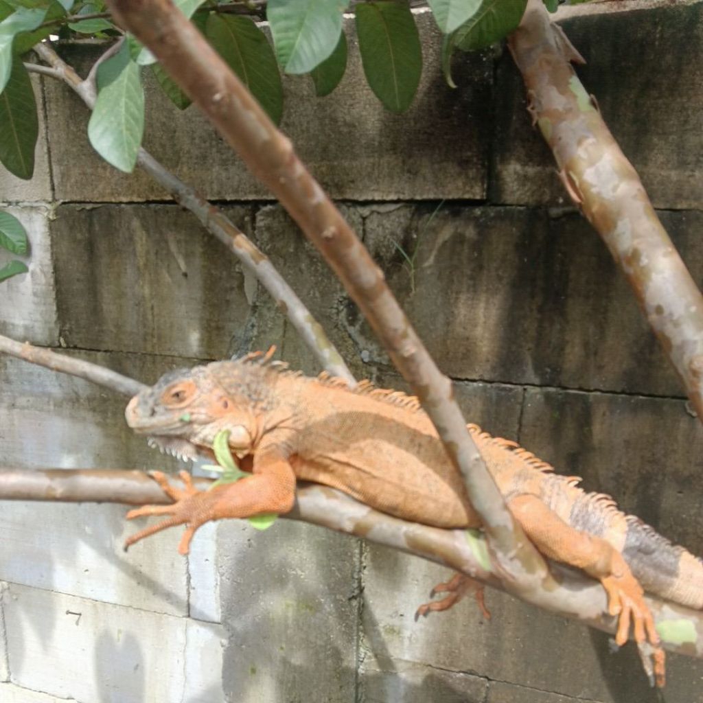Iguana Supered Jantan 90cm
