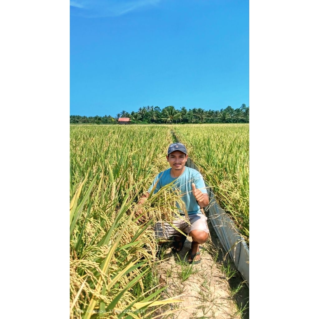 Bibit padi unggul inpari 32 maxipro kemasan 5 kg