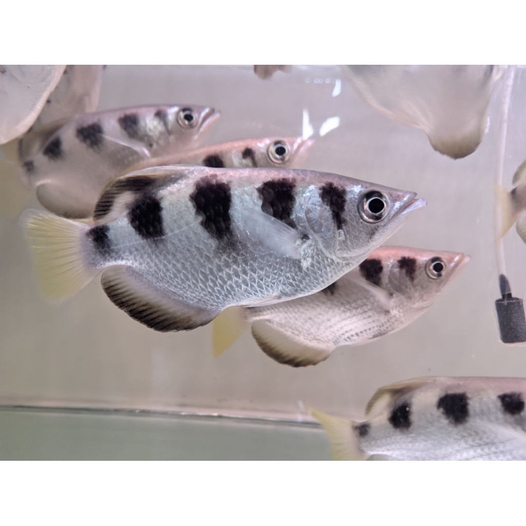 Archer fish/ikan sumpit size jumbo 18 cm