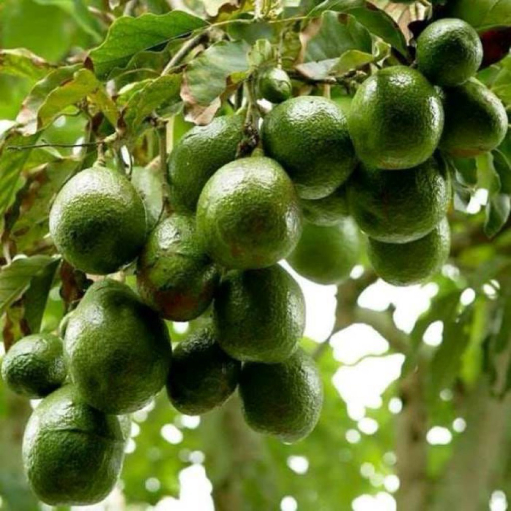 Bibit Alpukat Unggul Jenis Miki Tinggi 1meter sudah hasil okulasi cepat berbuah