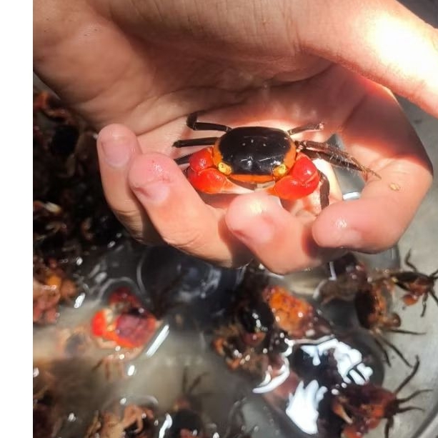 apple crab / kepiting apple / kepiting hias / kepiting darat / kepiting air tawar / apple / kepiting