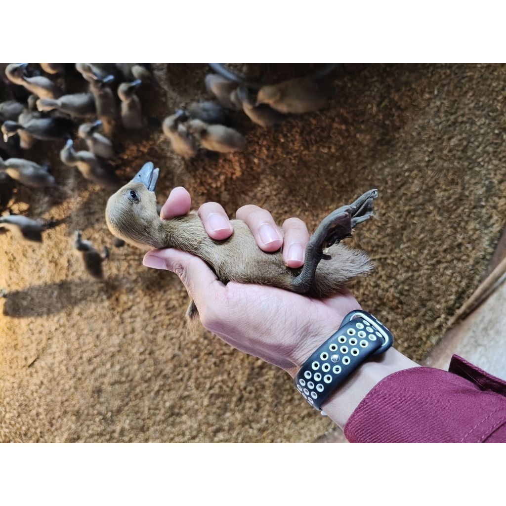 Pre Order DOD itik rambon bayah umur 1 hari