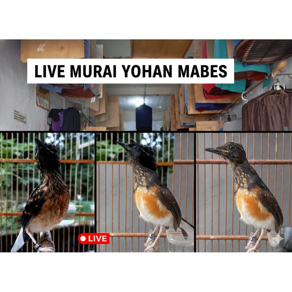 Murai TROTOL TRAH PRESTASI GARANSI JANTAN