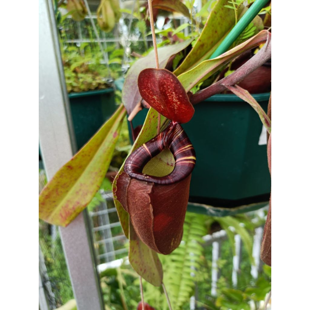 Nepenthes (Glob x ampul bm) x miranda