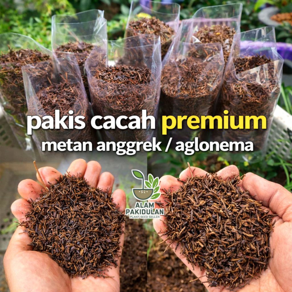 Pakis Cacah Premium Media Tanam Anggrek / Aglonema