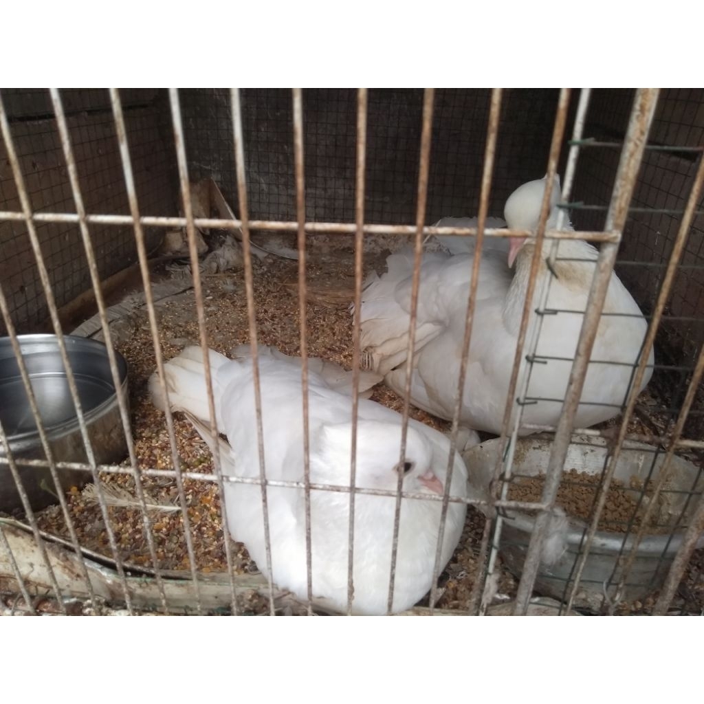 Merpati Kipas Putih 1 pasang