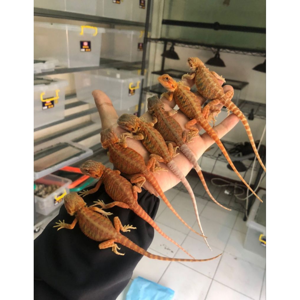 GR Reptile Super Red hypo trans 22-25cm