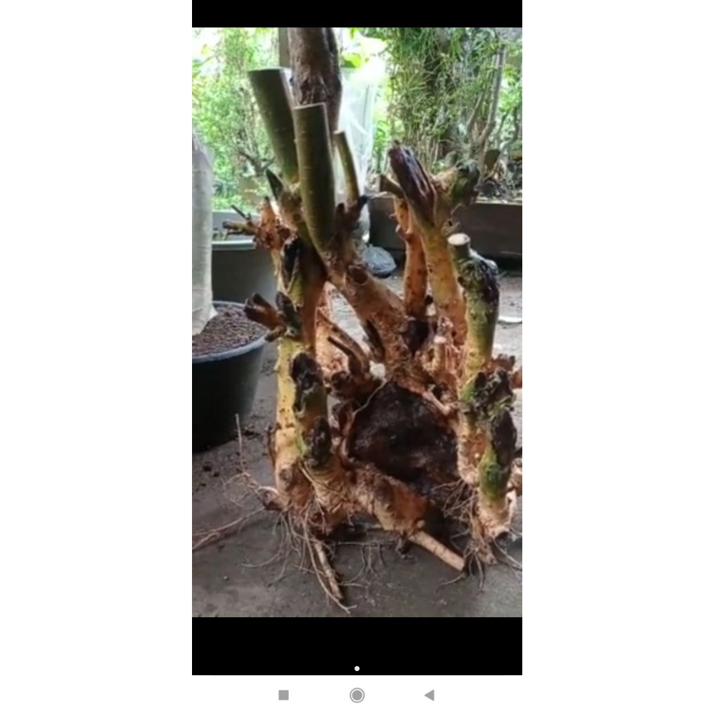 Bahan bonsai serut jumbo