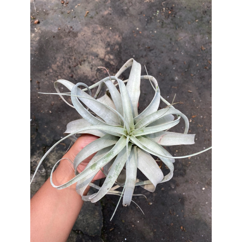 Tillandsia Xerographica