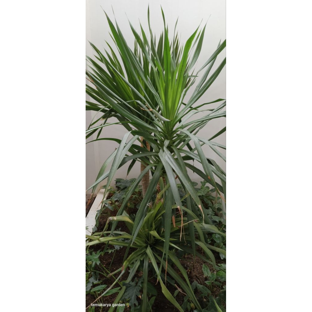 tanaman hias pandan Bali/ yucca plant