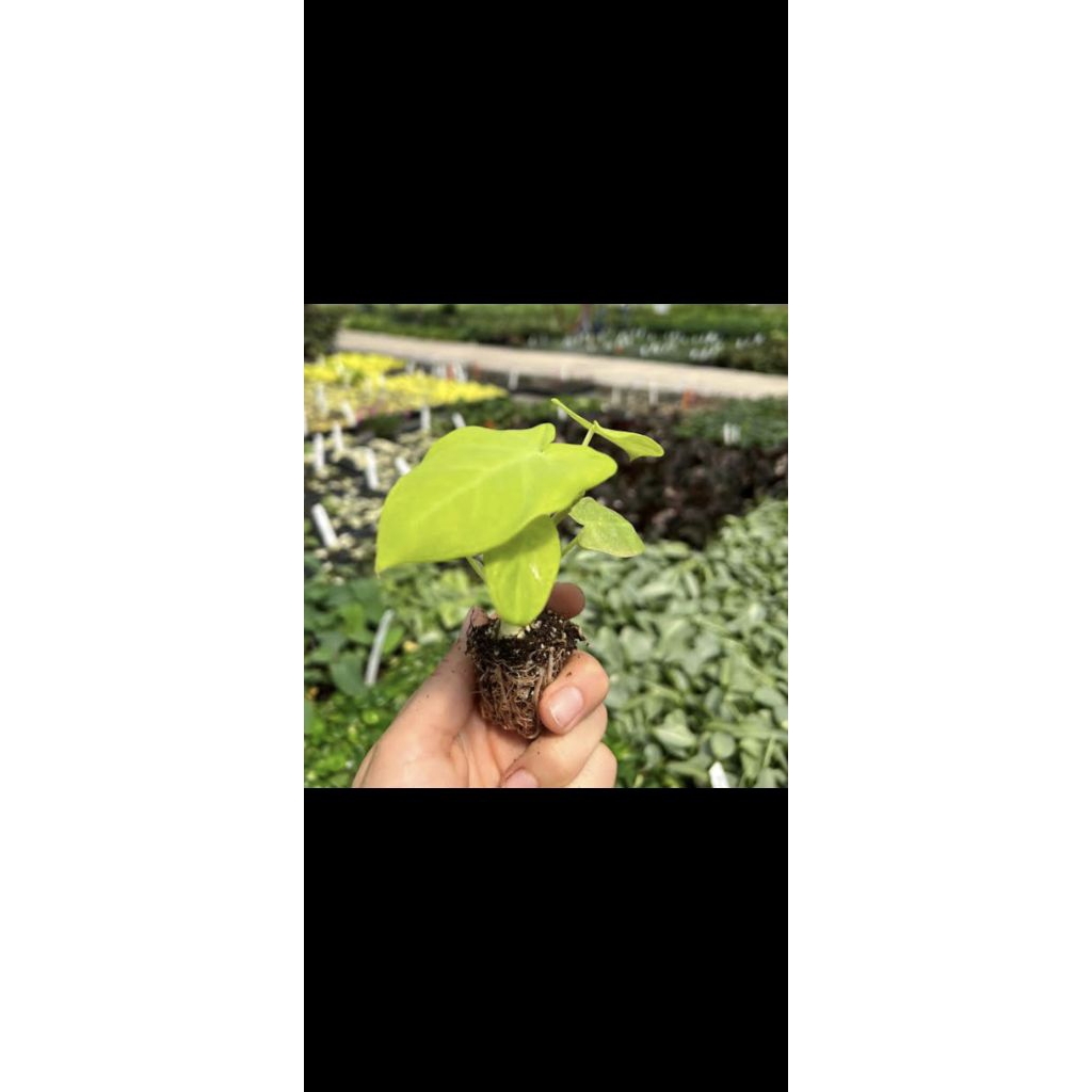 colocasia lime zinger / keladi zinger lime / xanthosoma lime zinger