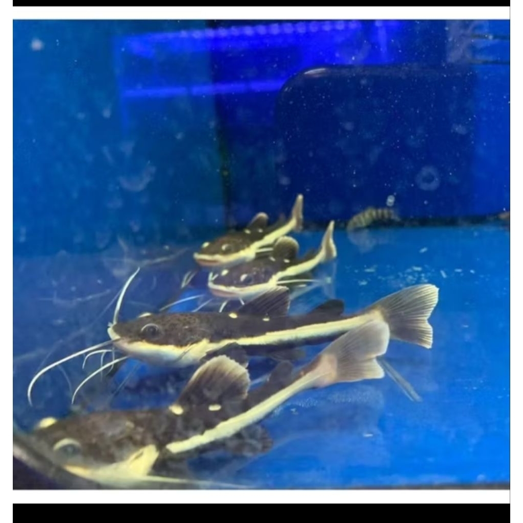 HIAS RTC/RED TAIL CATFISH/ HIASAN IKAN AKUARIUM