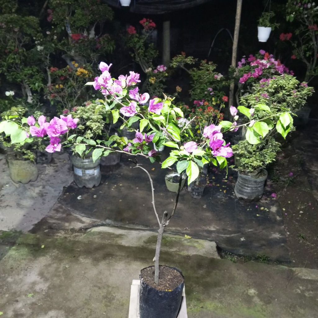 BUNGA BOUGENVILLE VIETNAM SPLASH