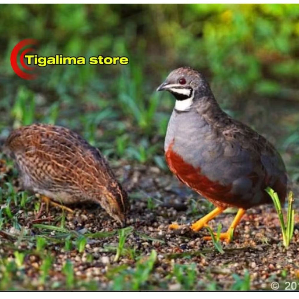 BURUNG PUYUH BATU SEPASANG