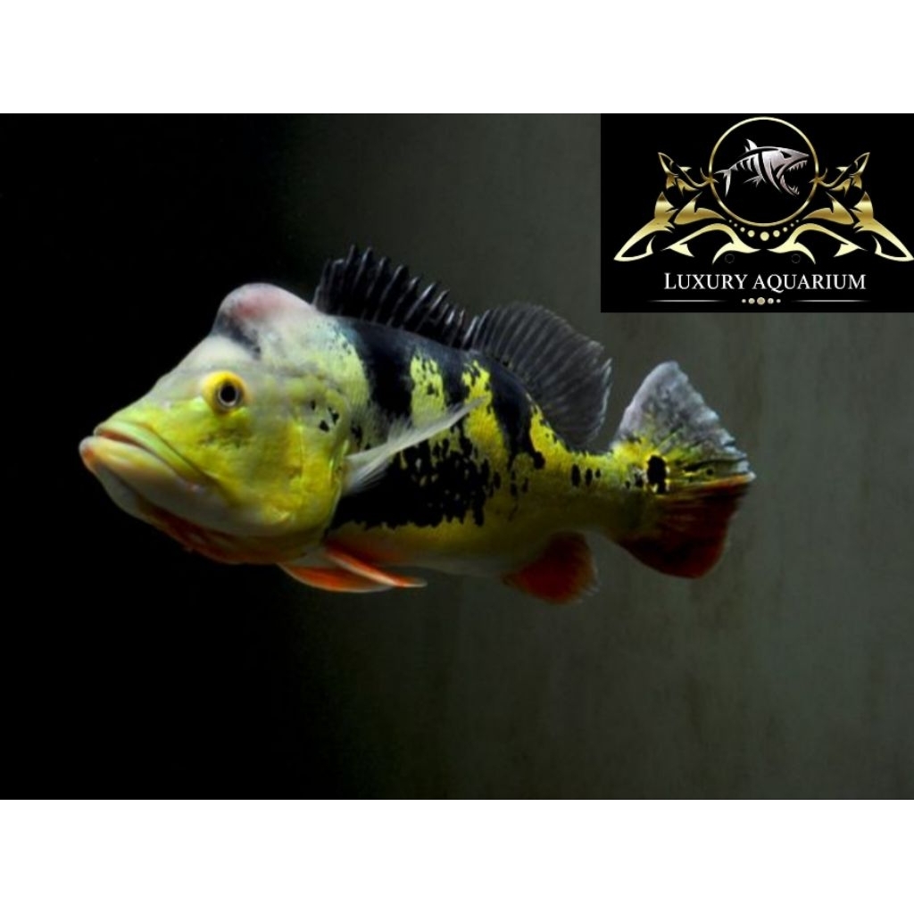 Peacock Bass Monoculus - Ikan Hias Predator