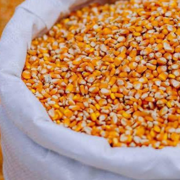 Jagung Pipil Kering Biji Besar Kualitas Unggulan Produk Lokal Grosir