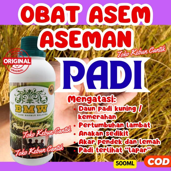 Pupuk Padi Tanah Asam Rawa | POC BMW Obat Asem-Aseman