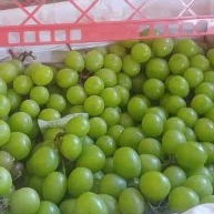 Anggur Shine Muscat 1 kg 1000g
