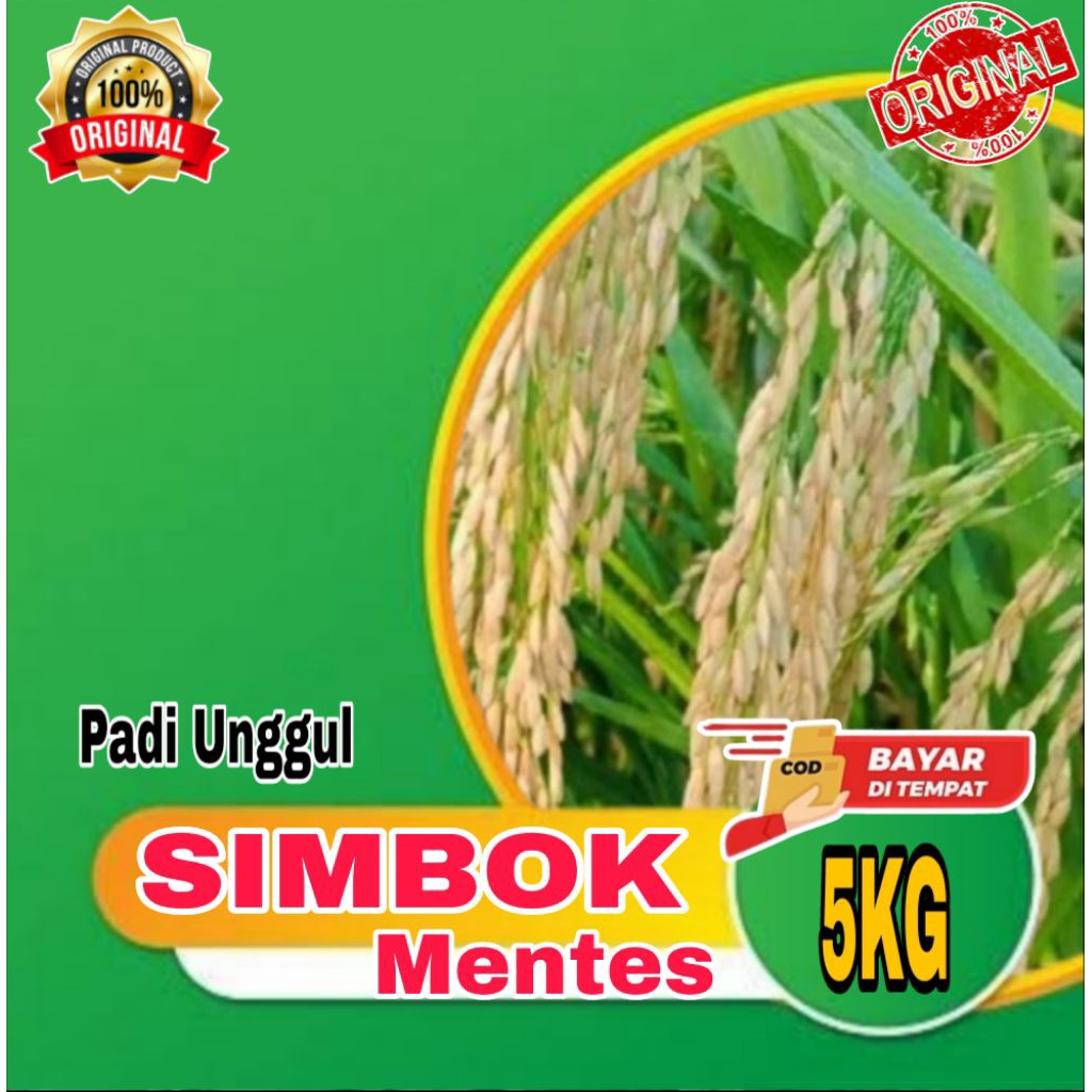 (5KG BENIH PADI) BIBIT PADI ASLI SIMBOK MENTES