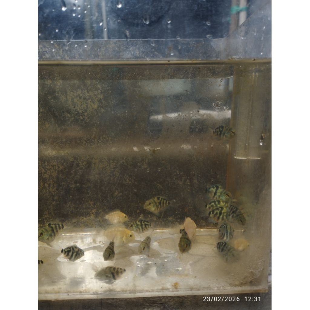 Blue Pollar Parrot ||  Platinum Pollar Parrot || Size Remaja