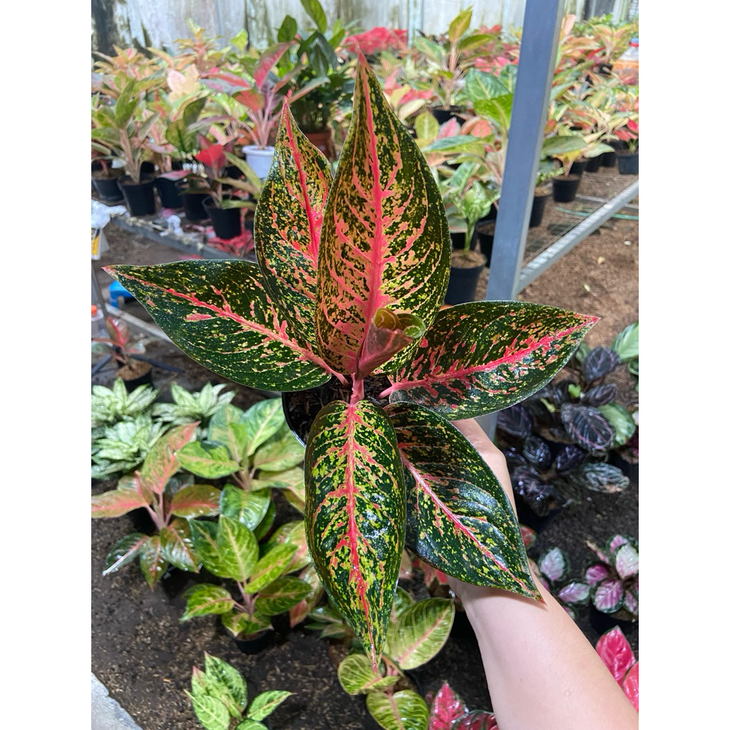 AGLAONEMA TIARA