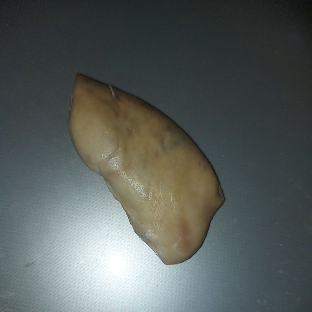 batu mustika ikan kakap