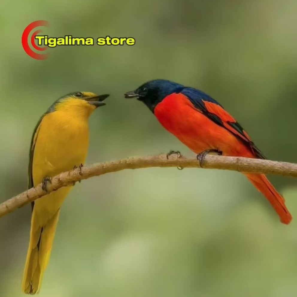 BURUNG MANTENAN GUNUNG SEPASANG