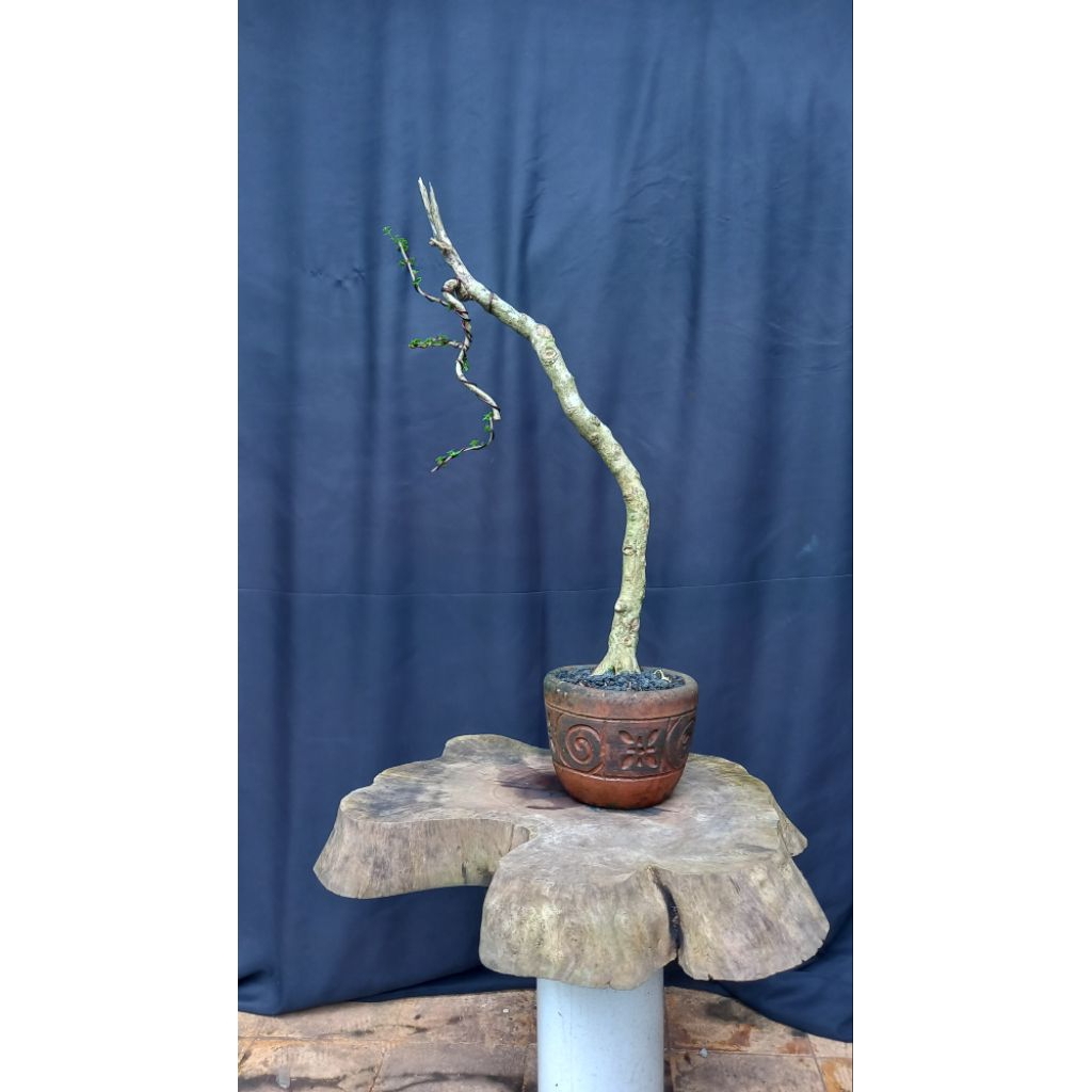 BONSAI POHON SANCANG BUNJIN