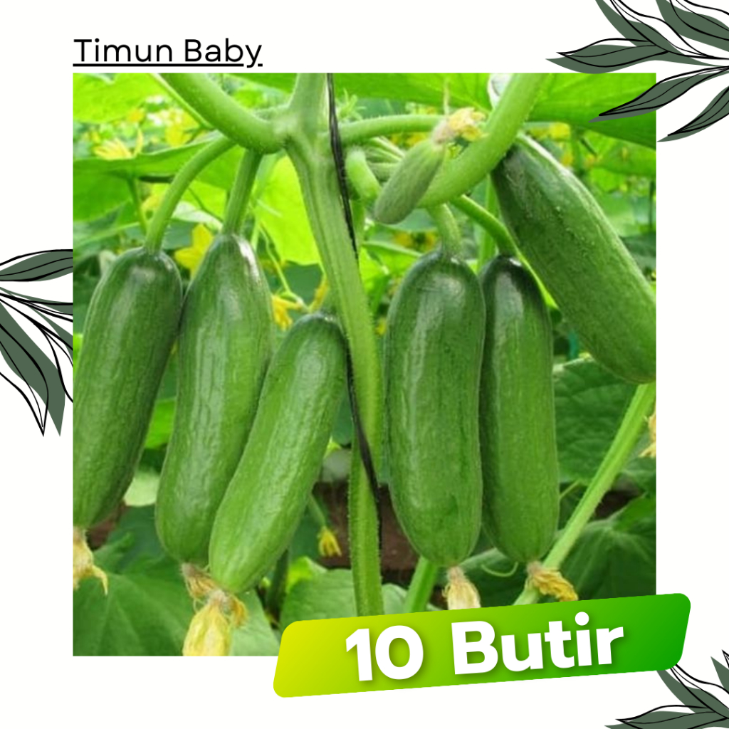 10 Butir - Benih Timun BABY Cap Panah Merah Mentimun Bonteng Tanaman Sayuran