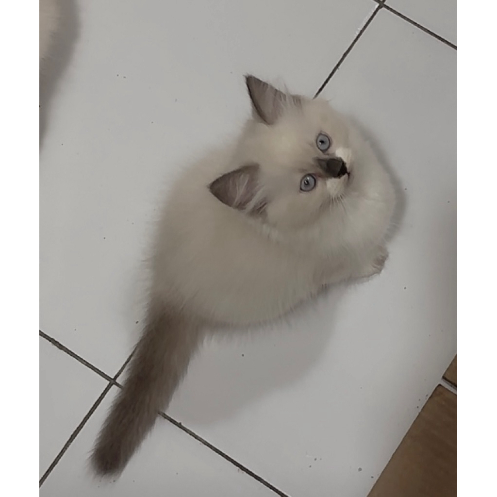 kitten ragdoll