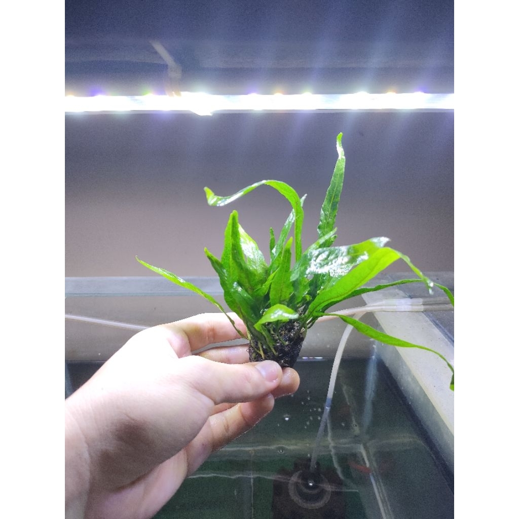 Kadaka / Tanaman Air kadaka Low Co2